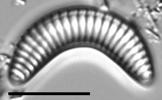 Semiorbis eliasiae LM6