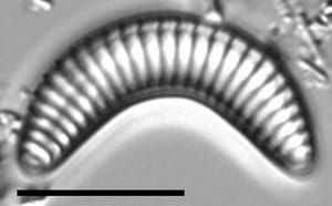 Semiorbis eliasiae LM6
