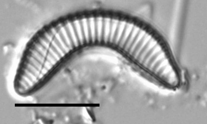 Semiorbis eliasiae LM5