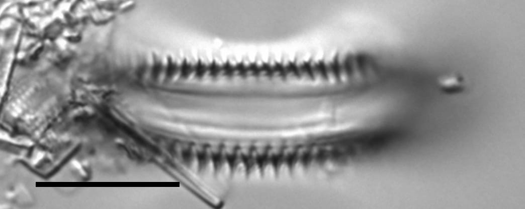 Semiorbis eliasiae LM3