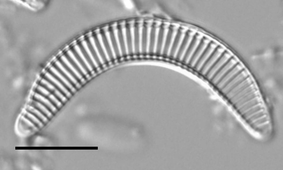 Semiorbis eliasiae LM2