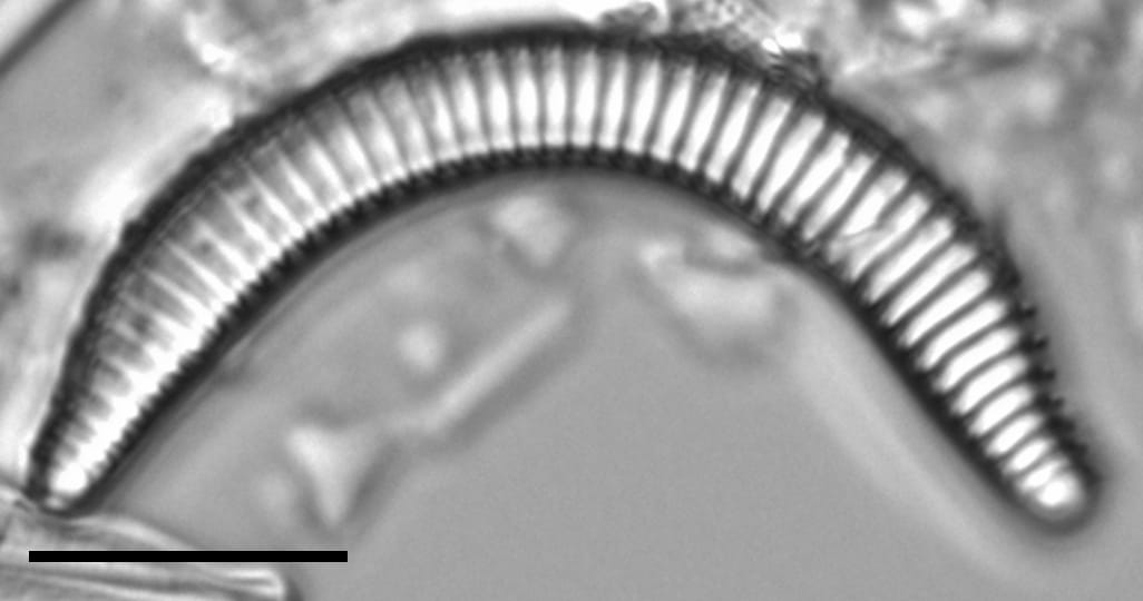 Semiorbis eliasiae LM1