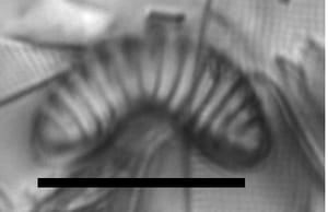 Semiorbis hemicyclus LM6