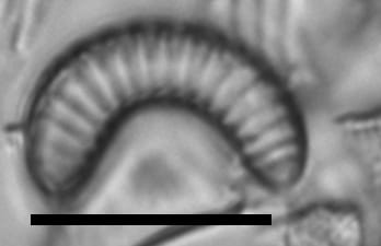 Semiorbis hemicyclus LM4