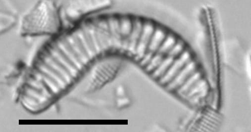 Semiorbis hemicyclus LM5