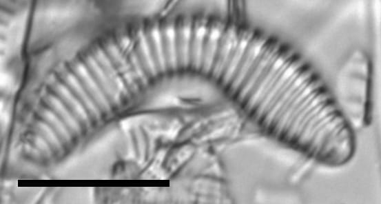 Semiorbis hemicyclus LM2