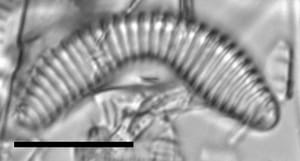 Semiorbis hemicyclus LM2
