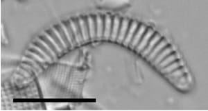Semiorbis hemicyclus LM1