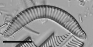 Semiorbis hemicyclus LM3