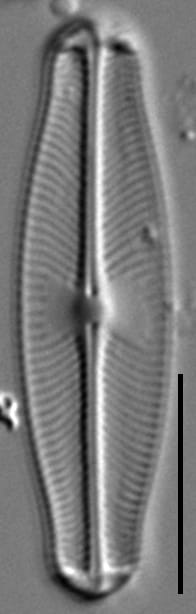 Sellaphora auldreekie LM11