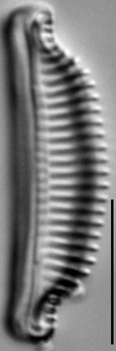 Semiorbis catillifera LM6