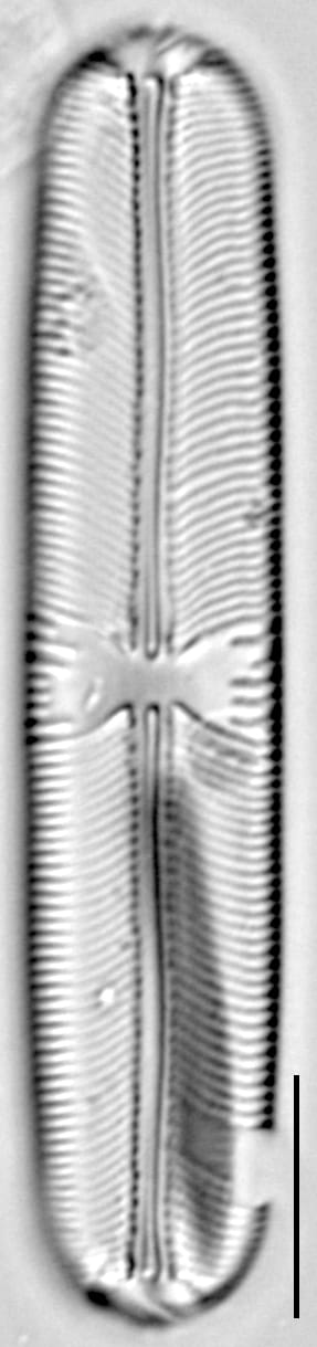 Sellaphora laevissima LM20