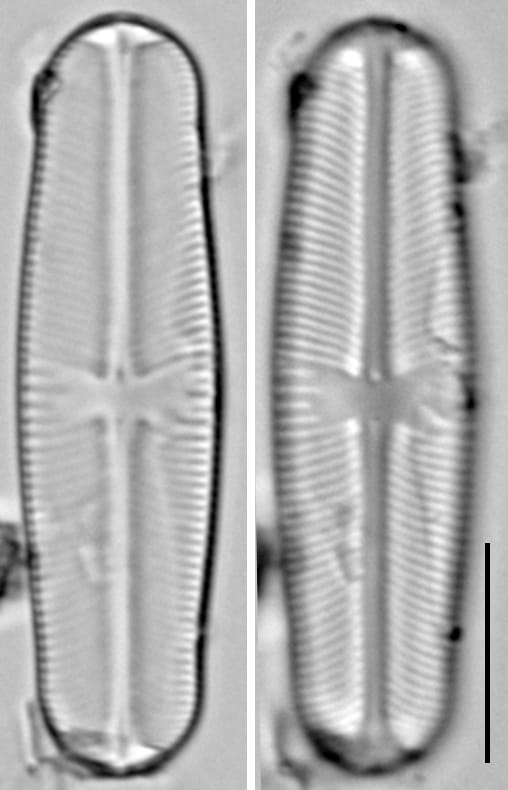 Sellaphora laevissima LM14