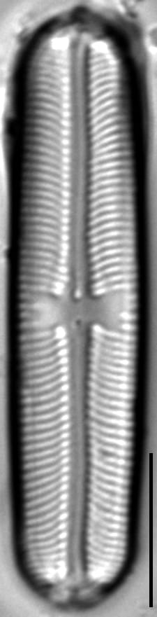 Sellaphora laevissima LM10