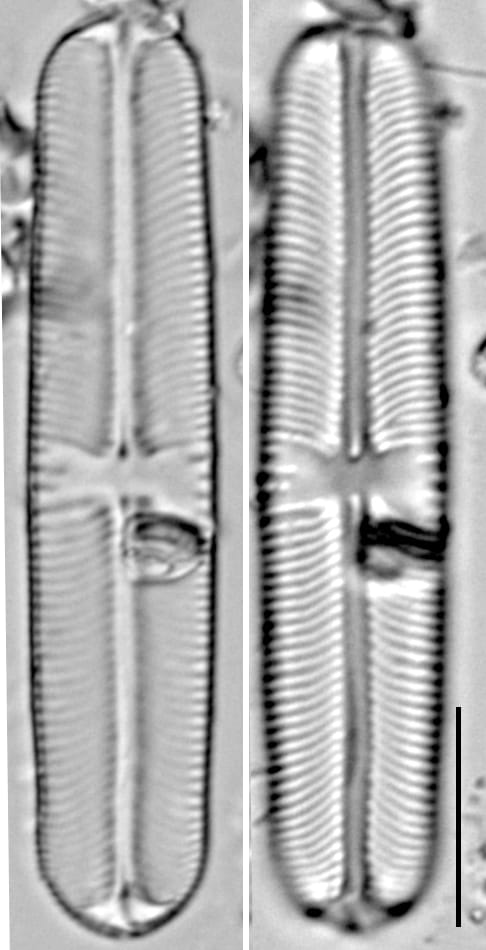 Sellaphora laevissima LM3