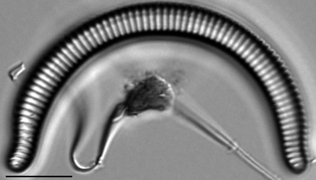 Semiorbis rotundus LM7