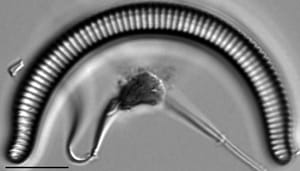 Semiorbis rotundus LM7