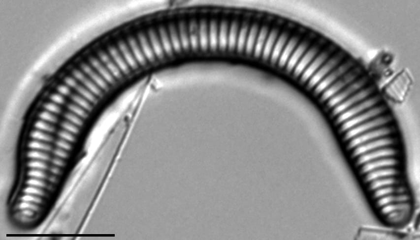 Semiorbis rotundus LM4