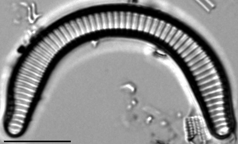 Semiorbis rotundus LM2