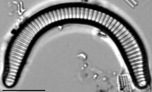 Semiorbis rotundus LM2