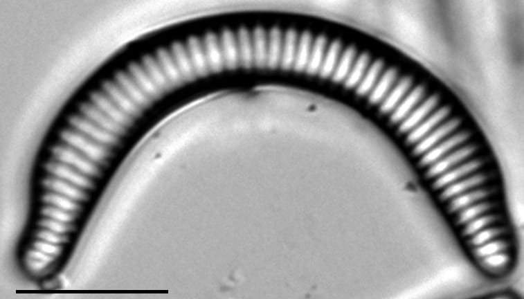 Semiorbis rotundus LM1