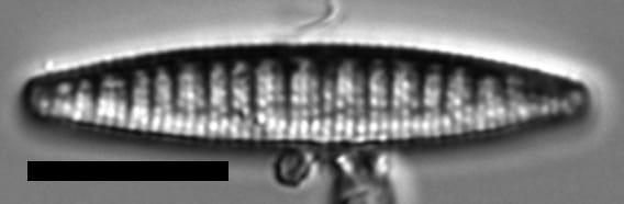 Denticula_kuetzingii_LM1