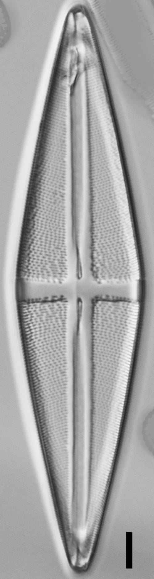 Stauroneis terryi LM3
