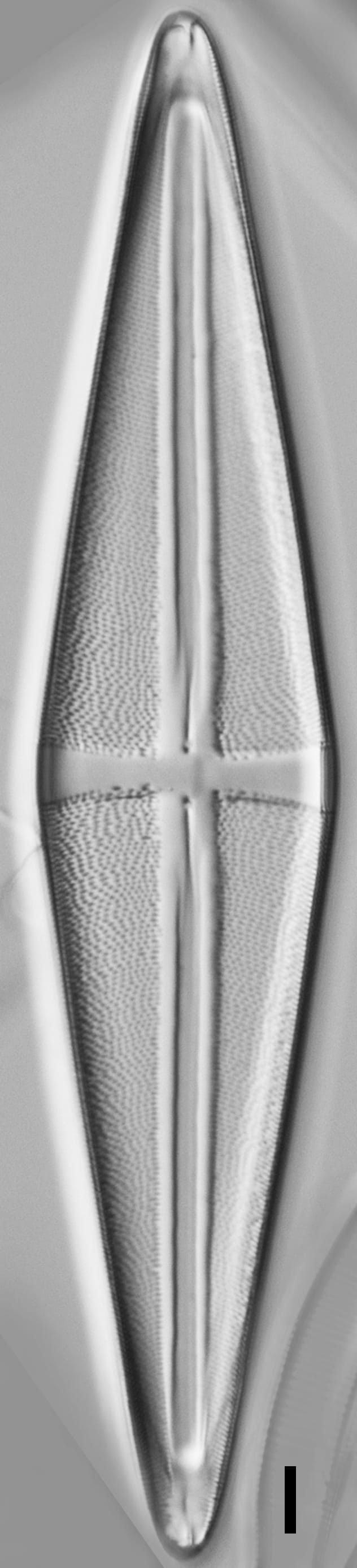 Stauroneis terryi LM4