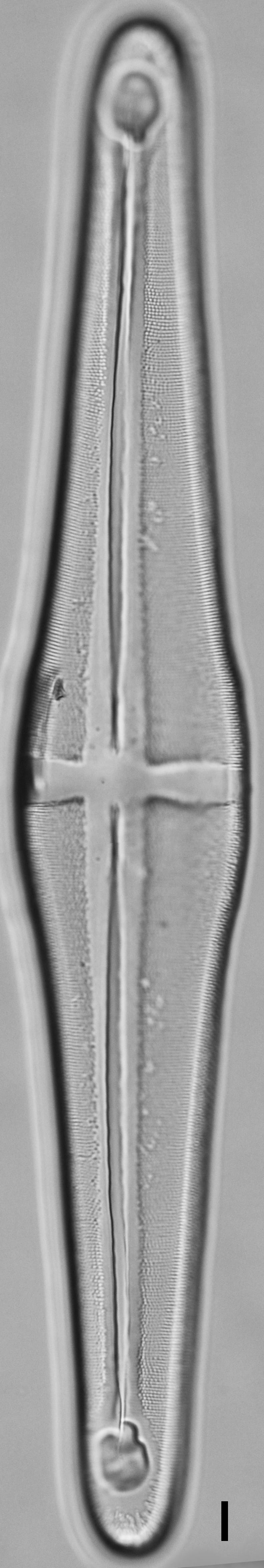 Stauroneis terryi LM6