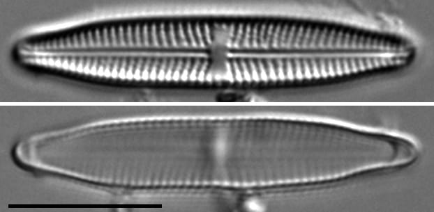 Stauroneis bovbjergii LM1