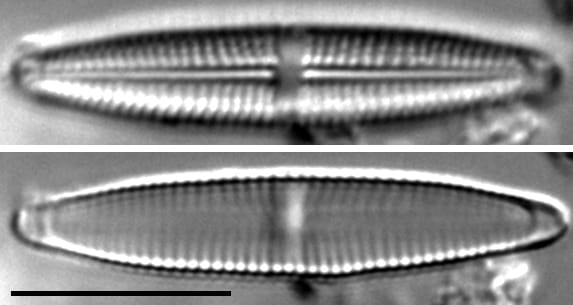 Stauroneis bovbjergii LM2