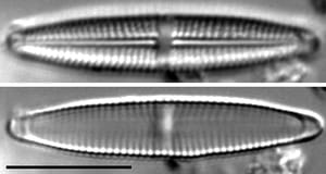 Stauroneis bovbjergii LM2