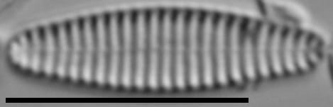 Stauroforma exiguiformis LM5