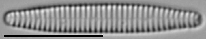 Stauroforma exiguiformis LM4