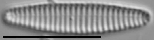 Stauroforma exiguiformis LM3