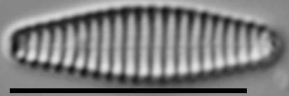 Stauroforma exiguiformis LM2