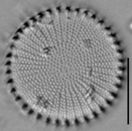 Stephanodiscus hantzschii LM4