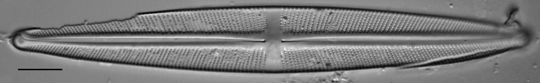 Stauroneis kingstonii LM6