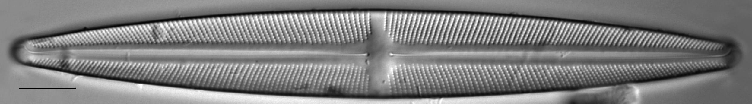 Stauroneis kingstonii LM4