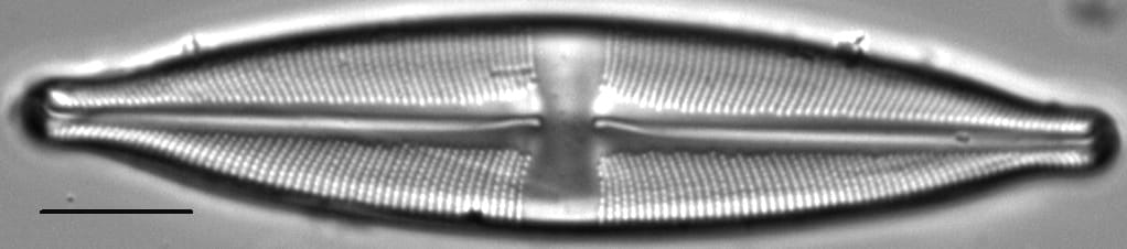 Stauroneis absaroka LM6