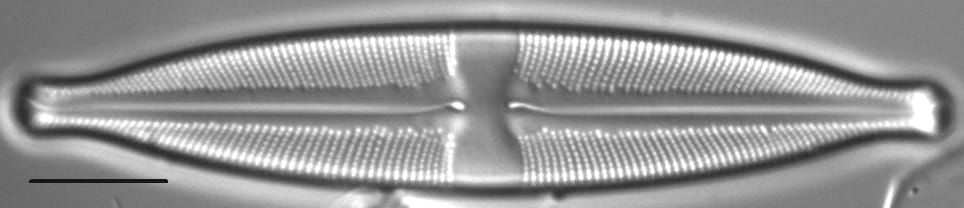 Stauroneis absaroka LM5