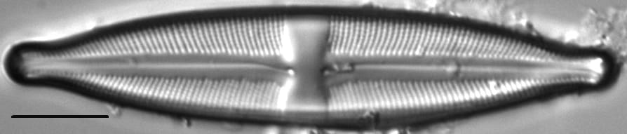 Stauroneis absaroka LM4