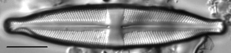 Stauroneis absaroka LM3