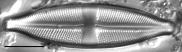 Stauroneis absaroka LM2