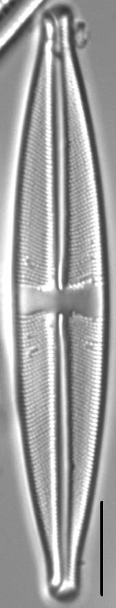 Stauroneis acidoclinata LM6