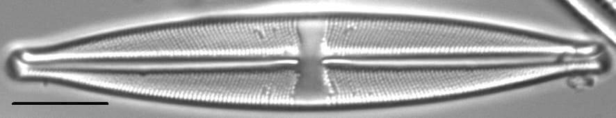 Stauroneis acidoclinata LM6