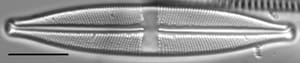 Stauroneis acidoclinata LM3