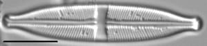 Stauroneis acidoclinata LM1