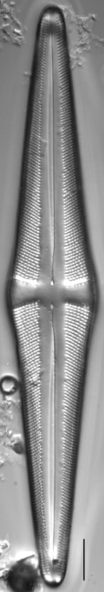 Stauroneis acuta LM5