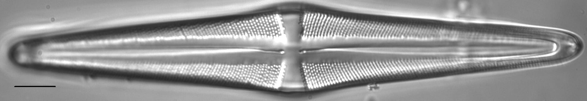 Stauroneis acuta LM4